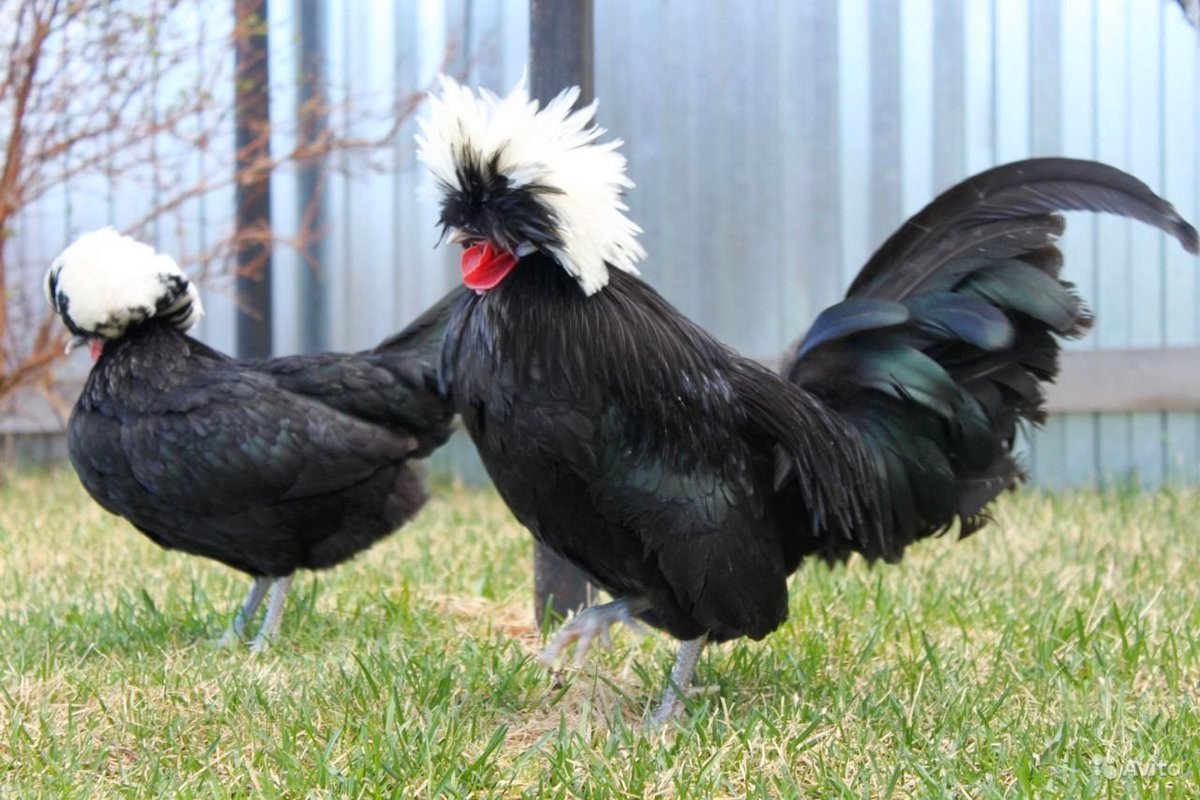 Bentams - Kenmerken van rassen en onderhoud in het huishouden. Foto