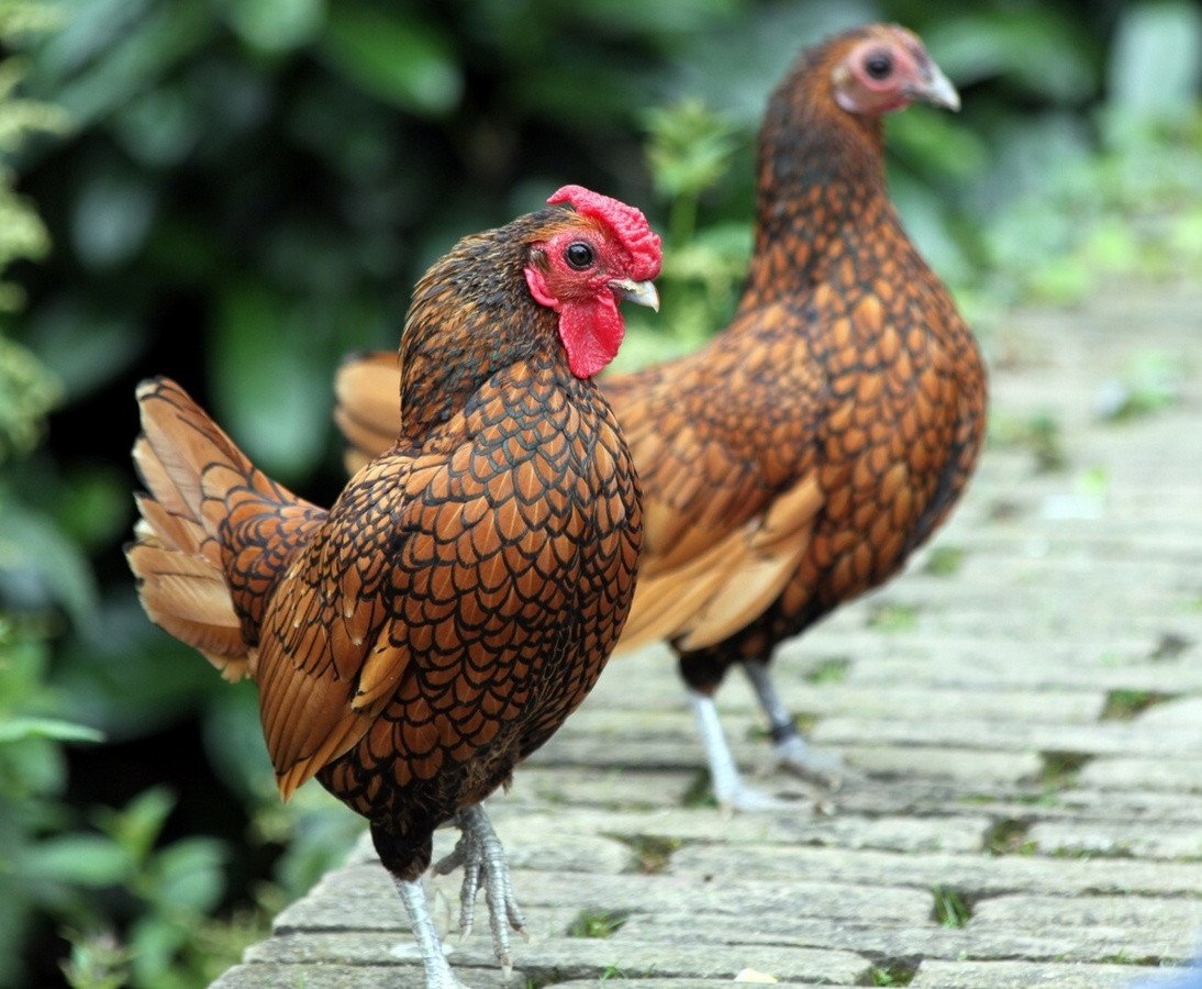 Bentams - Kenmerken van rassen en onderhoud in het huishouden. Foto