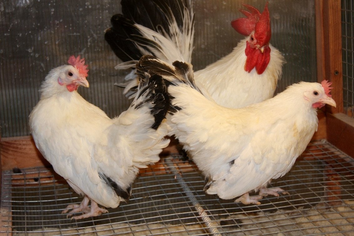 Bentams - Kenmerken van rassen en onderhoud in het huishouden. Foto