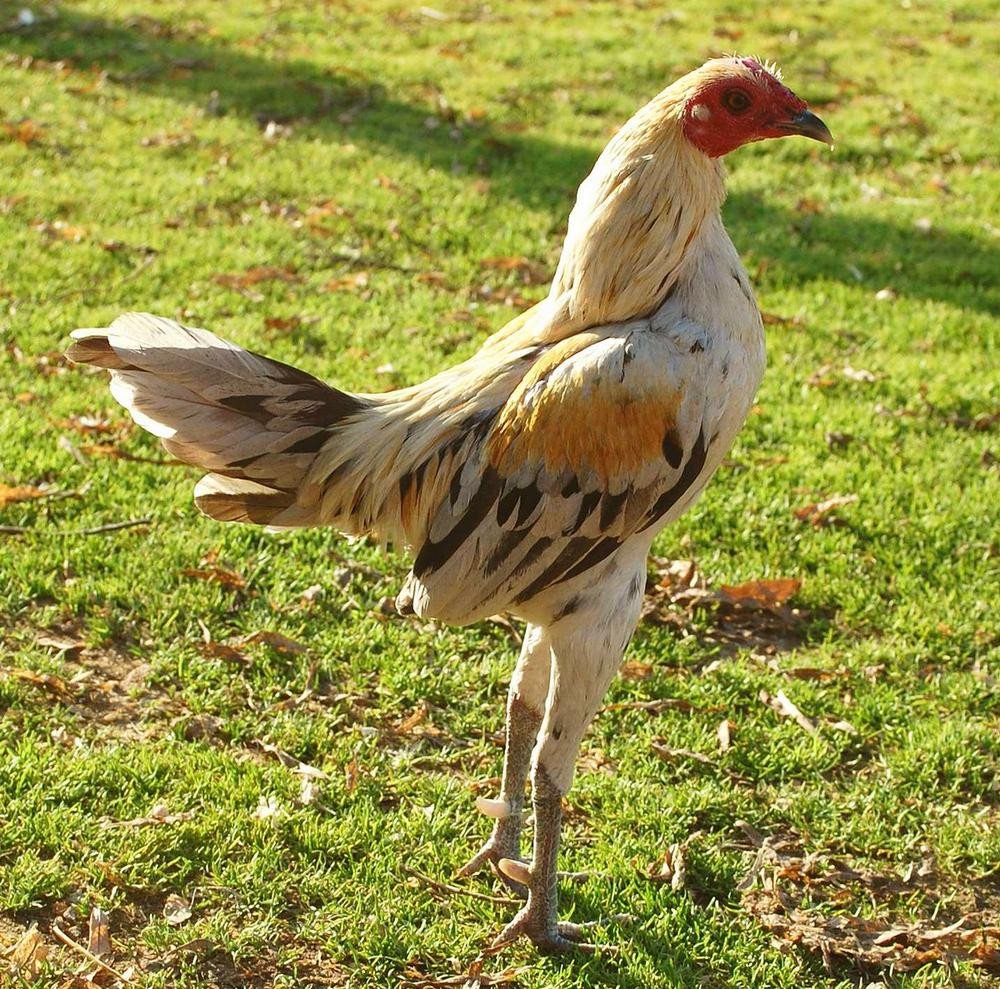 Bentams - Kenmerken van rassen en onderhoud in het huishouden. Foto