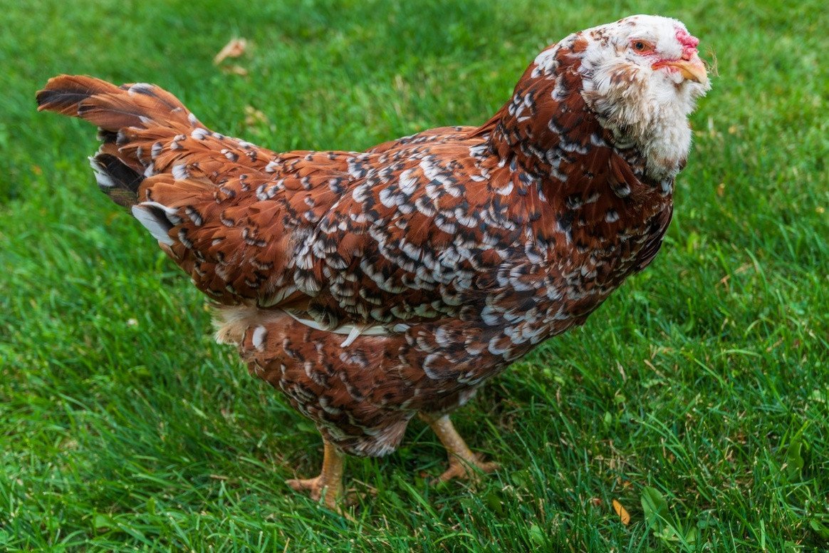 Bentams - Kenmerken van rassen en onderhoud in het huishouden. Foto