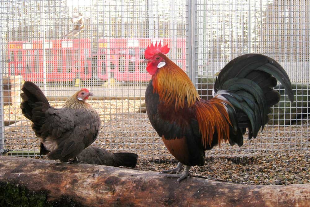 Bentams - Kenmerken van rassen en onderhoud in het huishouden. Foto