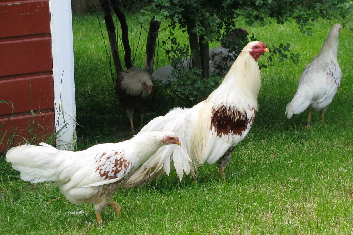 Bentams - Kenmerken van rassen en onderhoud in het huishouden. Foto