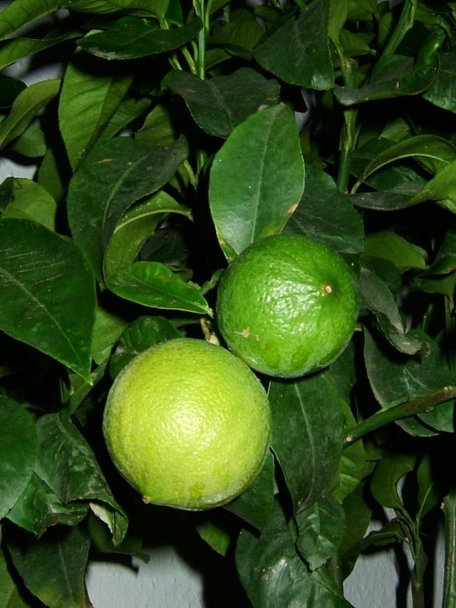 Bergamot is een nuttige citrus. Zorg, groeien, reproductie. Eigenschappen, toepassing. Foto