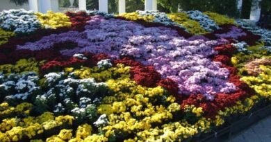 Ball Chrysanthemum in de Nikitsky Botanical Garden. Variëteiten van tuinchrysanthemums. Foto