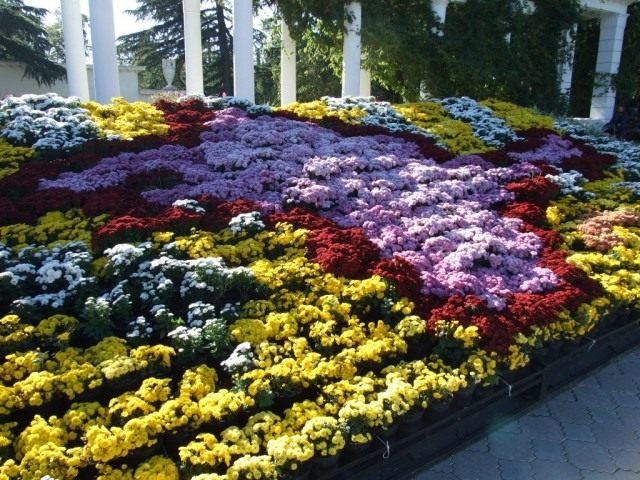 Ball Chrysanthemum in de Nikitsky Botanical Garden. Variëteiten van tuinchrysanthemums. Foto