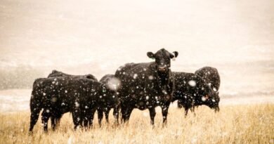 Wat moet u zeker weten over de inhoud en het voeden van koeien in de winter?. Foto