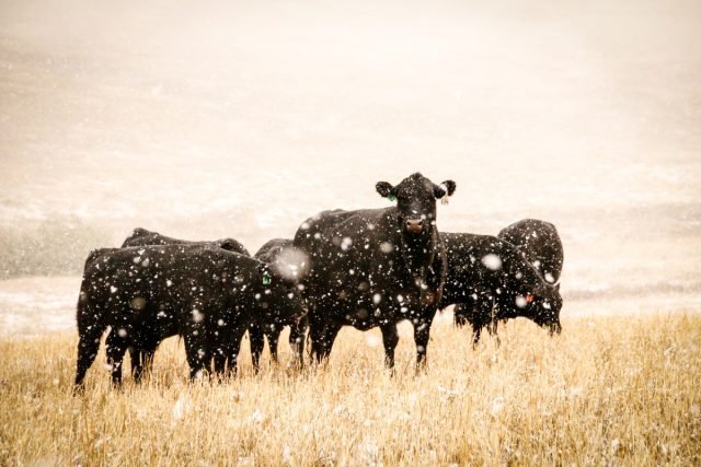 Wat moet u zeker weten over de inhoud en het voeden van koeien in de winter?. Foto