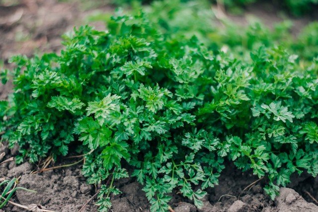 Wat te planten in de winter? 20+ culturen voor subzyrient gewassen. Foto