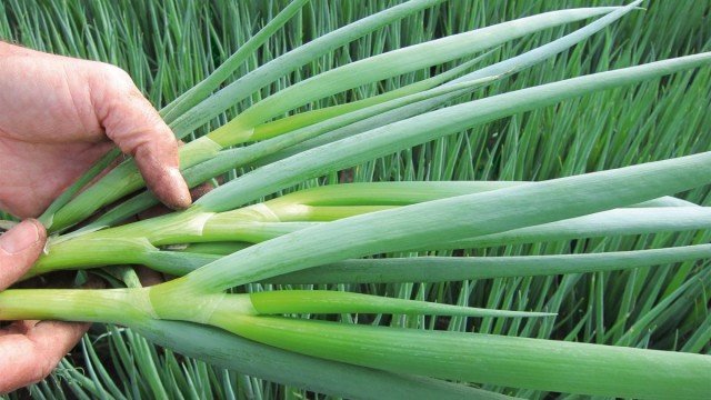 Wat te planten in de winter? 20+ culturen voor subzyrient gewassen. Foto