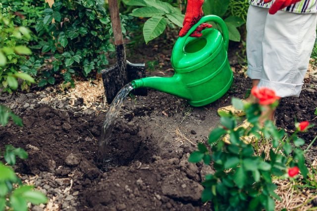 Wat te zaaien en te planten in augustus? Late gewassen groen, kruiden, groenten. Foto