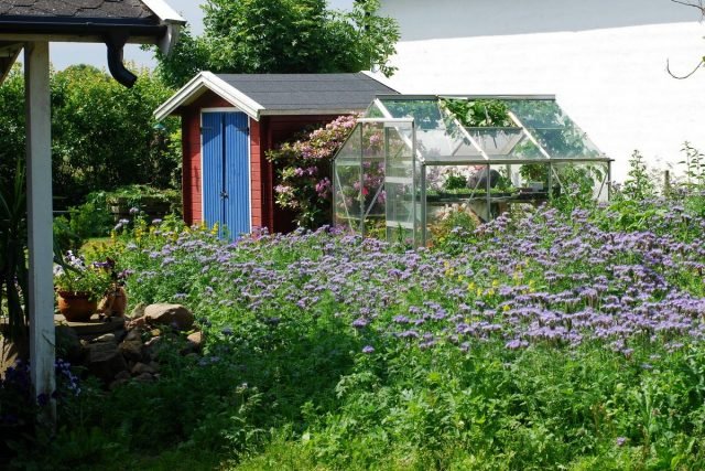 Wat te zaaien en te planten in augustus? Late gewassen groen, kruiden, groenten. Foto