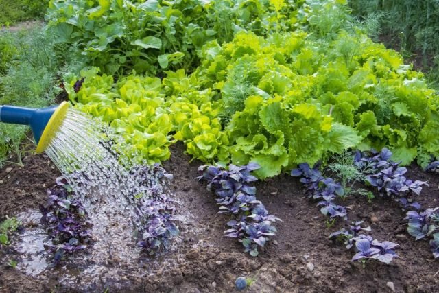 Wat te zaaien en te planten in augustus? Late gewassen groen, kruiden, groenten. Foto