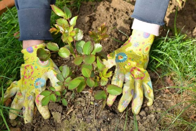 Wat te zaaien en te planten in augustus? Late gewassen groen, kruiden, groenten. Foto