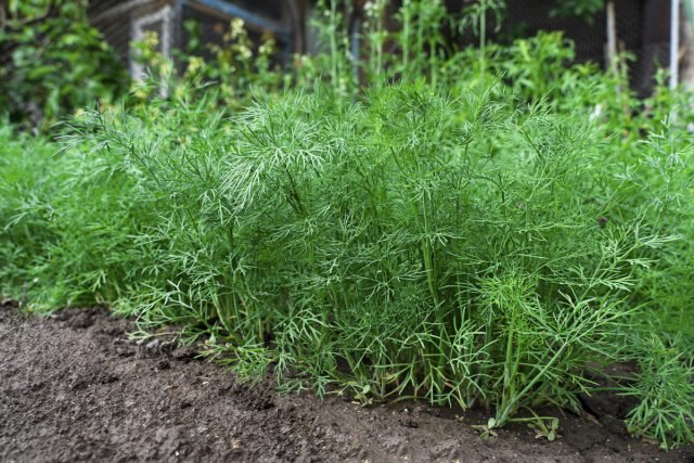 Wat te zaaien in juli in de tuin? Foto