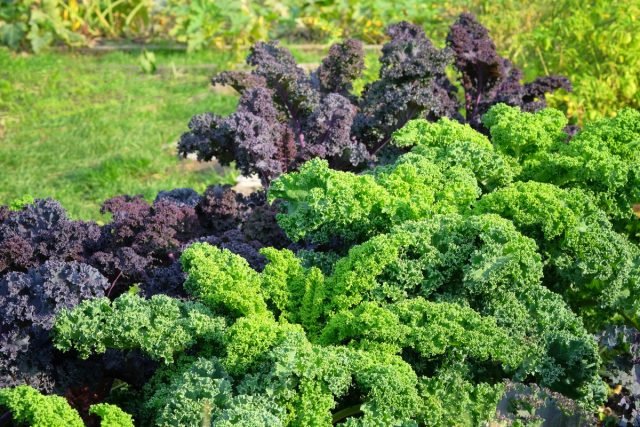 Wat te zaaien in juli in de tuin? Foto