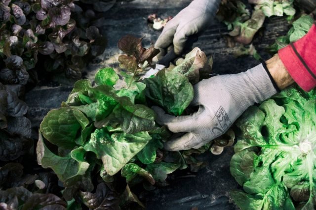 Wat te zaaien in de vroege herfst om voor de winter te oogsten? Radis, salade, koriander, spinazie, rucola, koolpakket-choi. Foto