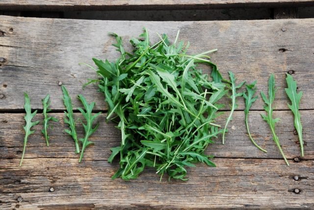 Wat te zaaien in de vroege herfst om voor de winter te oogsten? Radis, salade, koriander, spinazie, rucola, koolpakket-choi. Foto