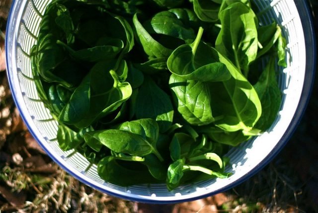 Wat te zaaien in de vroege herfst om voor de winter te oogsten? Radis, salade, koriander, spinazie, rucola, koolpakket-choi. Foto