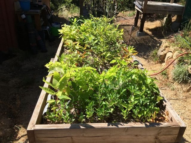 Wat is een school voor planten en hoe deze uit te rusten? Foto