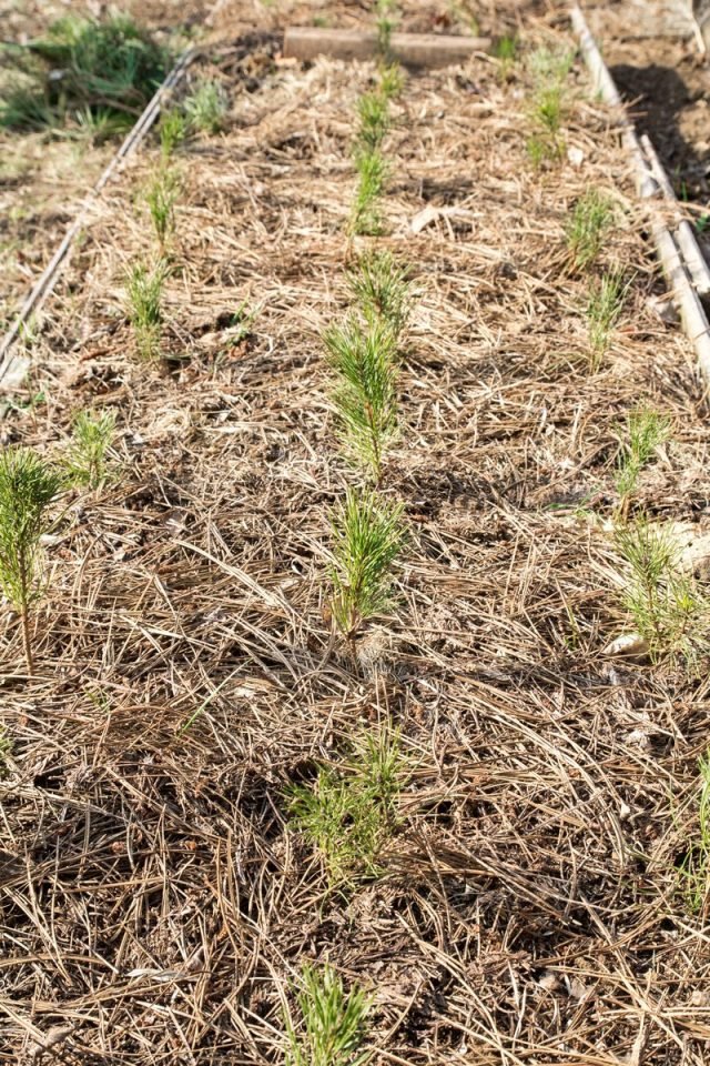 Wat is een school voor planten en hoe deze uit te rusten? Foto