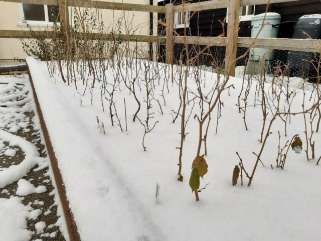 Wat is een school voor planten en hoe deze uit te rusten? Foto