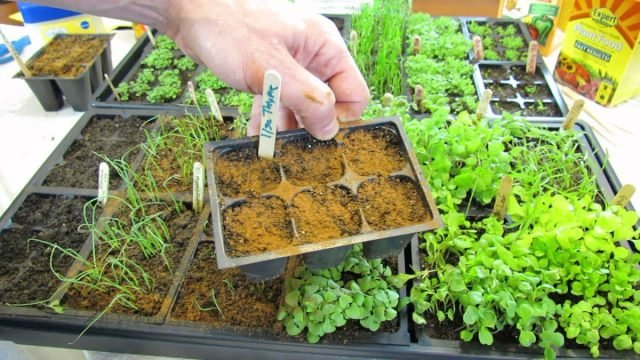 Wat wist je niet over kaneel? Methoden voor het toepassen van kruiden in de tuin