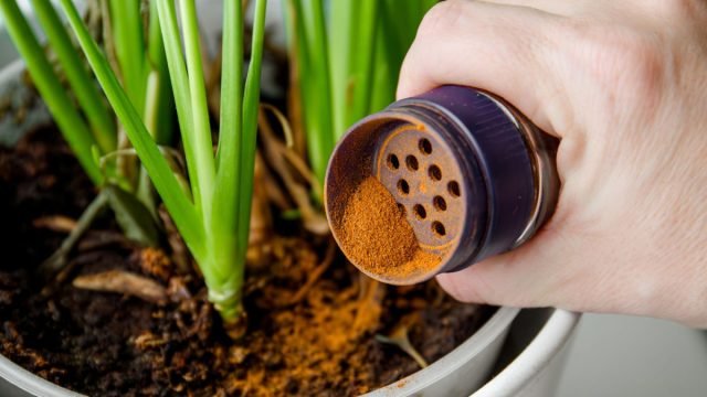 Wat wist je niet over kaneel? Methoden voor het toepassen van kruiden in de tuin