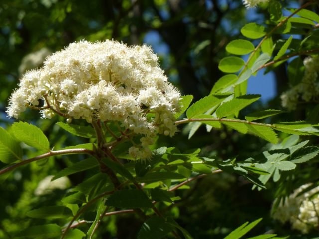 Wat je absoluut niet wist over de Red Mountain Ash. Foto