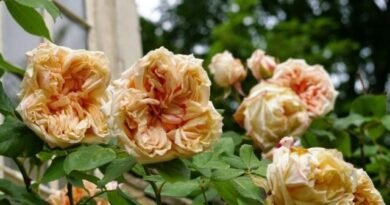 10 beste grote rozen. Beschrijving van rozenvariëteiten. Foto - pagina 2 van 11