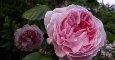 10 beste grote rozen. Beschrijving van rozenvariëteiten. Foto - Pagina 6 van de 11