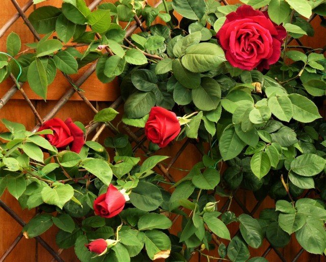 10 beste grote rozen. Beschrijving van rozenvariëteiten. Foto - pagina 11 van 11