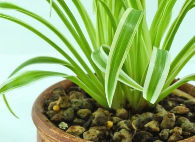 Niet -ontworpen chlorofytum. Planten, zorg, reproductie. Ziekten, ongedierte. Foto., Kaleyard Niet -ontworpen chlorofytum. Planten, zorg, reproductie. Ziekten, ongedierte. Foto.