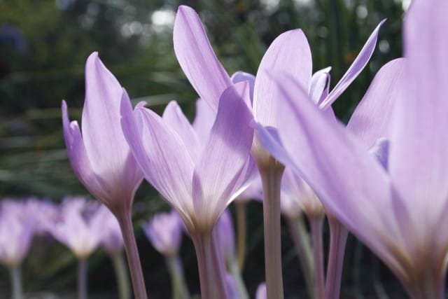 Onverschouwen is de triomf van de herfst. Colchikum Flower. Soorten. Groeien, reproductie, zorg. Foto