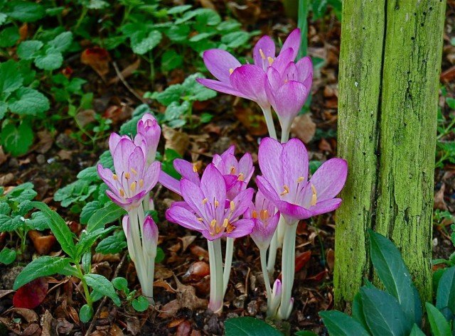 Onverschouwen is de triomf van de herfst. Colchikum Flower. Soorten. Groeien, reproductie, zorg. Foto