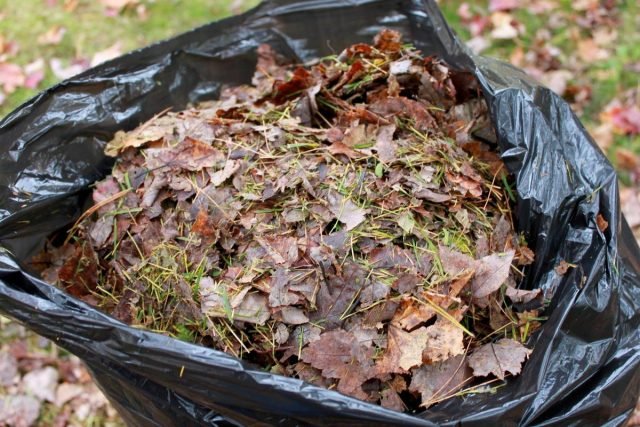 Compost is een gezonde voeding voor planten. Voorbereiding van compost. Wat gaat naar compost. Snelle compost. Foto