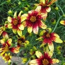 Coreopsis is een bloem van de zon. Groeien, landen, zorg. Foto