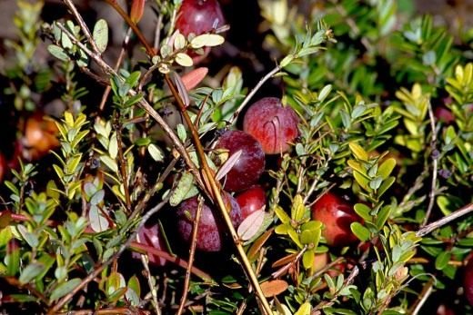 Zure "druppel" op een tuinbed