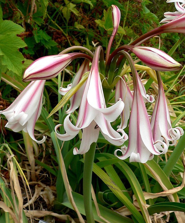 Water crinum. Zorg, groeien, reproductie. Foto