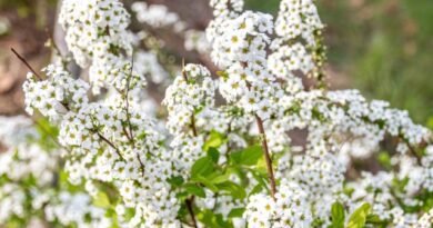 Een sneeuw -witte bloementuin - Hoe maak je een prachtige tuin in één kleur? Foto's van variëteiten en typen