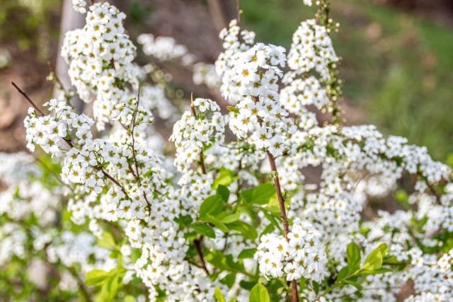 Een sneeuw -witte bloementuin - Hoe maak je een prachtige tuin in één kleur? Foto's van variëteiten en typen