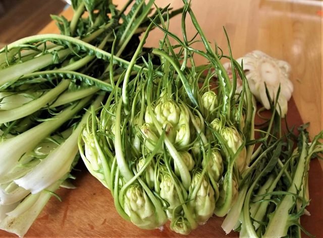 Tsikoria en zijn familieleden: vindt voor bijen en salades. Foto