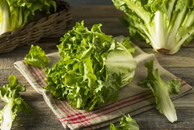 Tsikoria en zijn familieleden: vindt voor bijen en salades. Foto