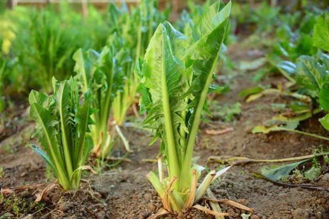 Tsikoria en zijn familieleden: vindt voor bijen en salades. Foto