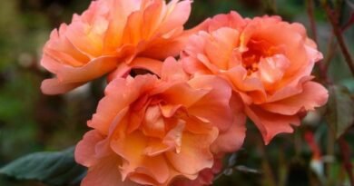 Kleur van zomer en geluk: 40 planten in de schaduw van het jaar "Peach Fluff"
