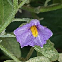 Decoratieve "gouden ei" van aubergine - de ervaring van het groeien. Foto