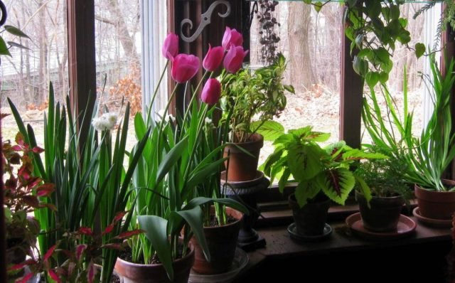 Bloei in de winter: juiste destillatie van bolvormige planten. Foto