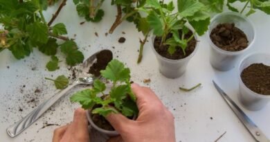 De bloementuin van de toekomst: kous op pelargoniumstekken voor veerplantingen. Foto
