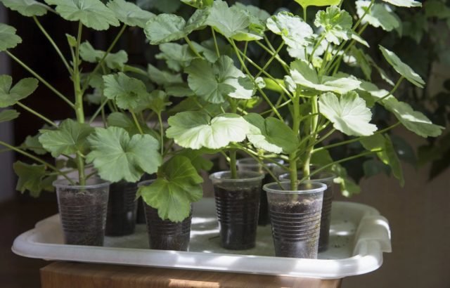 De bloementuin van de toekomst: kous op pelargoniumstekken voor veerplantingen. Foto