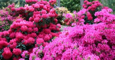 Een bloementuin in roze - 10 beste planten. Foto